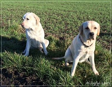 Joyful Lab's Girls