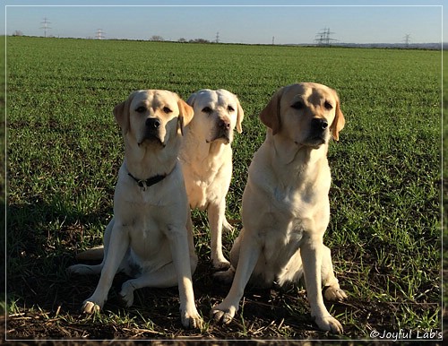 Joyful Lab's Girls