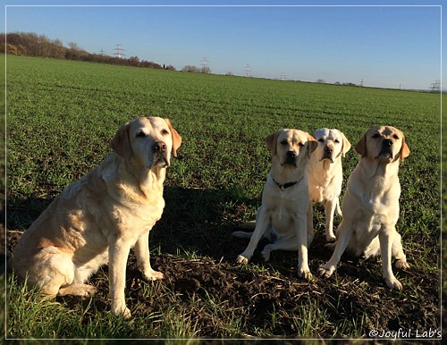 Joyful Lab's Girls