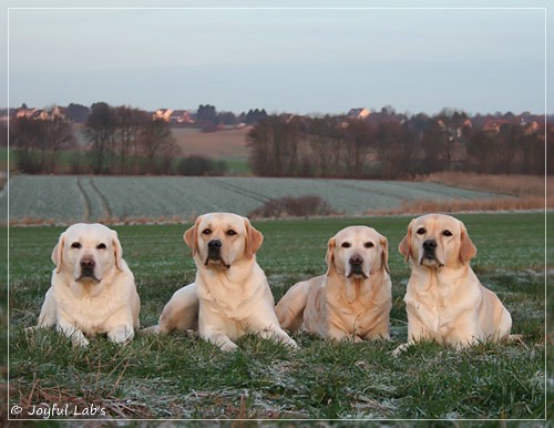 Die Joyful Lab's Girls