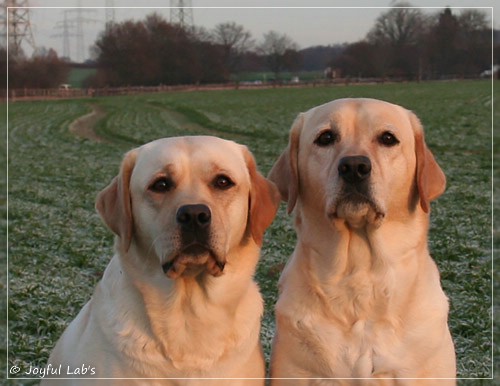 Joyful Lab's Classic Girl - Carla