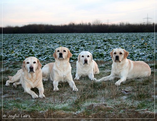 Die Joyful Lab's Girls