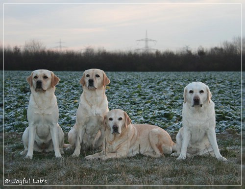 Die Joyful Lab's Girls