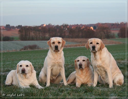 Die Joyful Lab's Girls