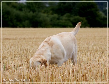 Carla - Joyful Lab's Classic Girl