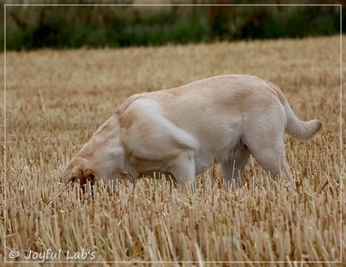 Carla - Joyful Lab's Classic Girl