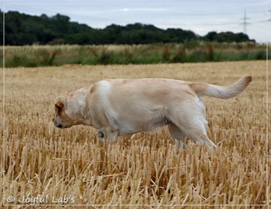 Carla - Joyful Lab's Classic Girl