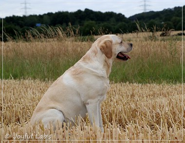 Carla - Joyful Lab's Classic Girl