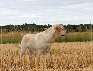 Carla - Joyful Lab's Classic Girl