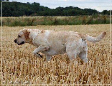 Carla - Joyful Lab's Classic Girl