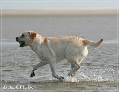 Joyful Lab's Classic Girl - Carla