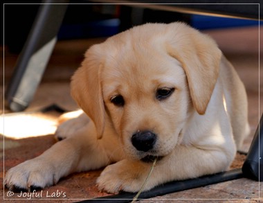 Joyful Lab's Eye-Catching Girl - Tilda - Joyful Lab's Eye-Catching Girl - Tilda -
