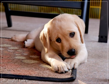 Joyful Lab's Eye-Catching Girl - Tilda - Joyful Lab's Eye-Catching Girl - Tilda -
