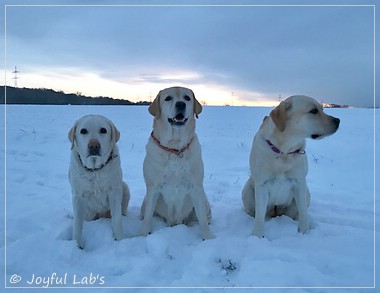 Die Joyful Lab's Girls