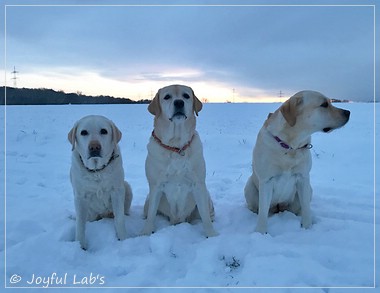 Die Joyful Lab's Girls