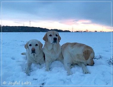 Die Joyful Lab's Girls