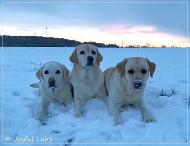 Die Joyful Lab's Girls