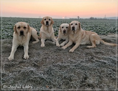 Die Joyful Lab's Girls