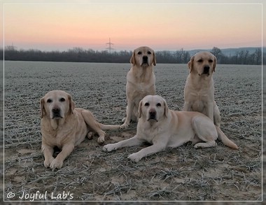 Die Joyful Lab's Girls