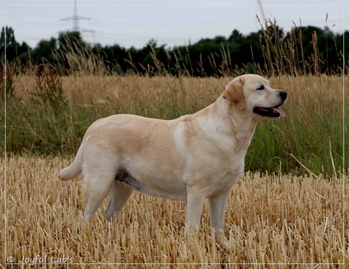 Hanna - Rosefair Joyful Girl