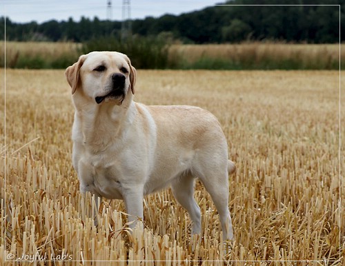 Carla - Joyful Lab's Classic Girl