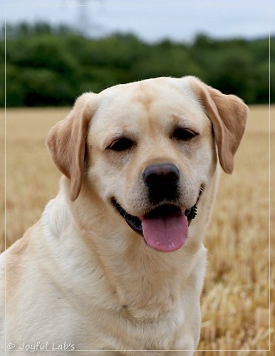 Carla - Joyful Lab's Classic Girl Carla - Joyful Lab's Classic Girl