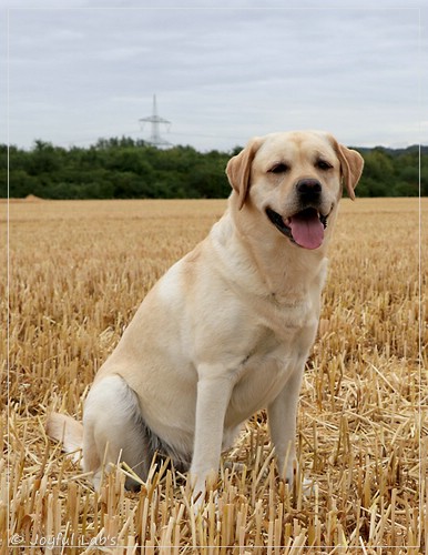 Carla - Joyful Lab's Classic Girl