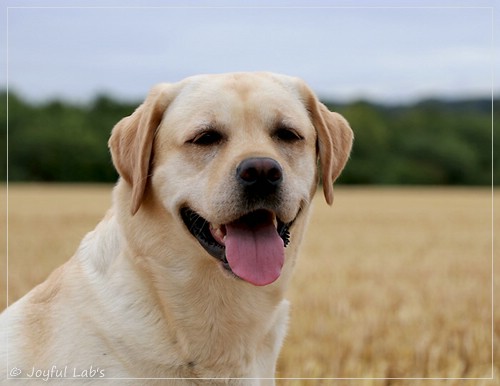 Carla - Joyful Lab's Classic Girl