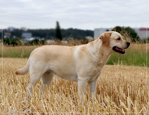 Carla - Joyful Lab's Classic Girl