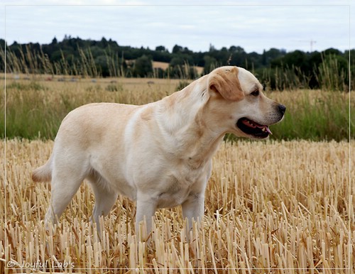 Carla - Joyful Lab's Classic Girl