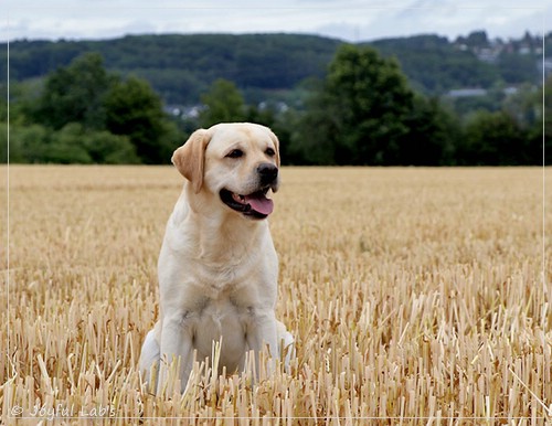 Carla - Joyful Lab's Classic Girl