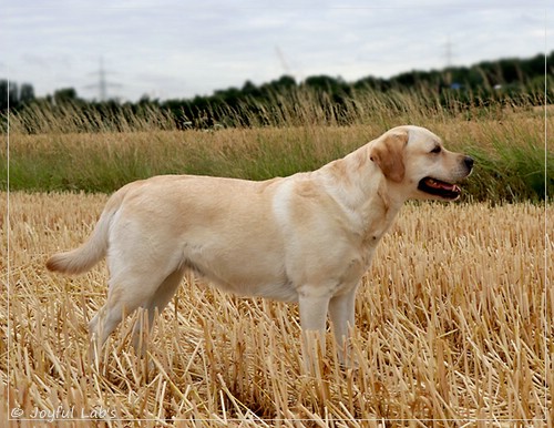 Carla - Joyful Lab's Classic Girl