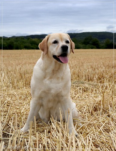 Hanna - Rosefair Joyful Girl