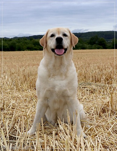 Hanna - Rosefair Joyful Girl