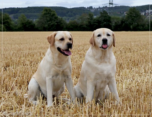 Joyful Lab's Classic Girl & Rosefair Joyful Girl