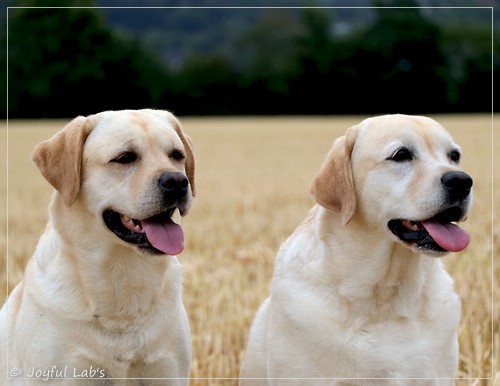 Joyful Lab's Classic Girl & Rosefair Joyful Girl