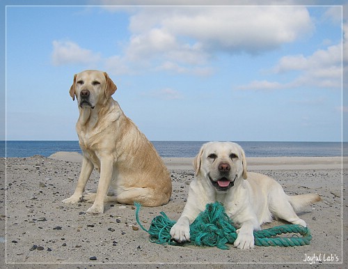 Die Joyful Lab's in Dänemark