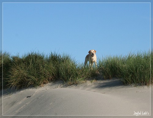 Die Joyful Girls im Dnemarkurlaub 2014