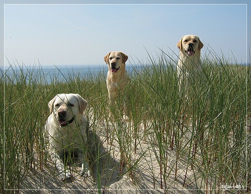 Die Joyful Lab's in Dänemark