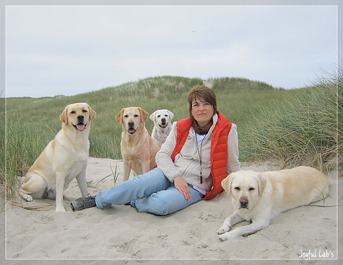 Die Joyful Lab's in Dänemark