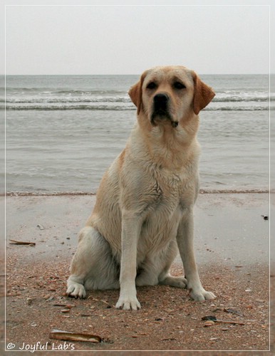 Joyful Lab's Classic Girl - Carla Joyful Lab's Classic Girl - Carla