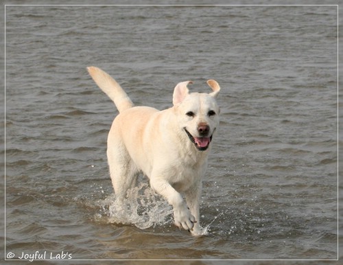 Greta - Joyful Labs Be Happy Girl