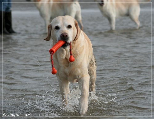 Frieda - Joyful Lab's Always Happy Girl