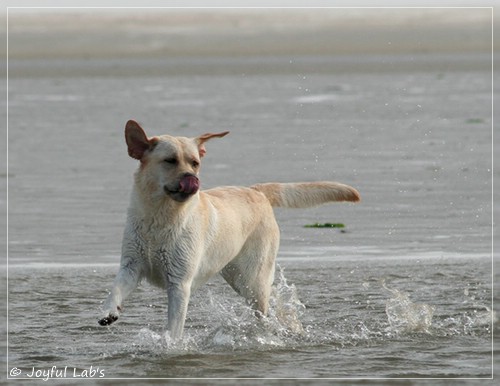 Joyful Lab's Classic Girl - Carla