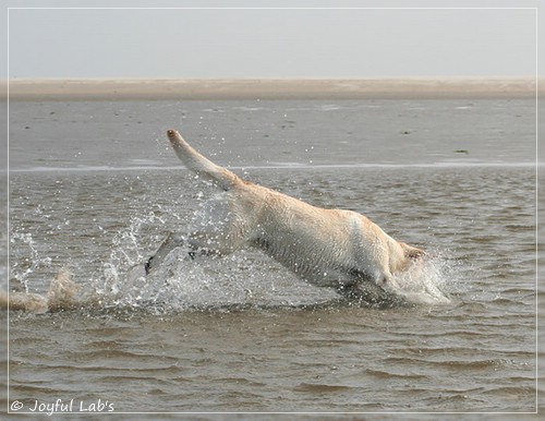 Joyful Lab's Classic Girl - Carla