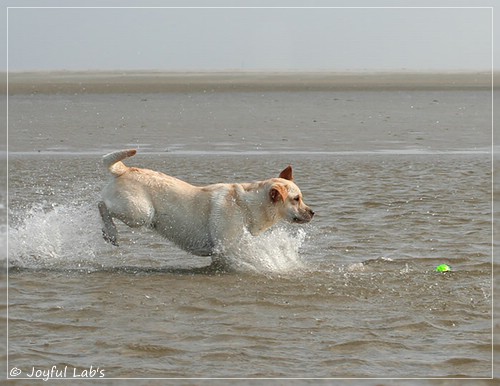 Joyful Lab's Classic Girl - Carla