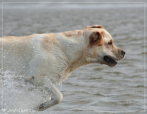 Joyful Lab's Classic Girl - Carla