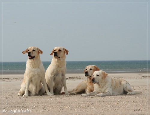 Die Joyful Lab's Girls