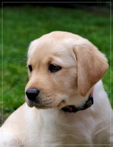 Joyful Lab's Eye-Catching Girl - Tilda - Joyful Lab's Eye-Catching Girl - Tilda -