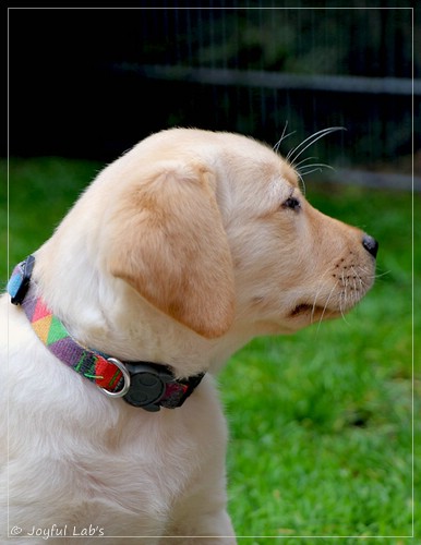 Joyful Lab's Eye-Catching Girl - Tilda -